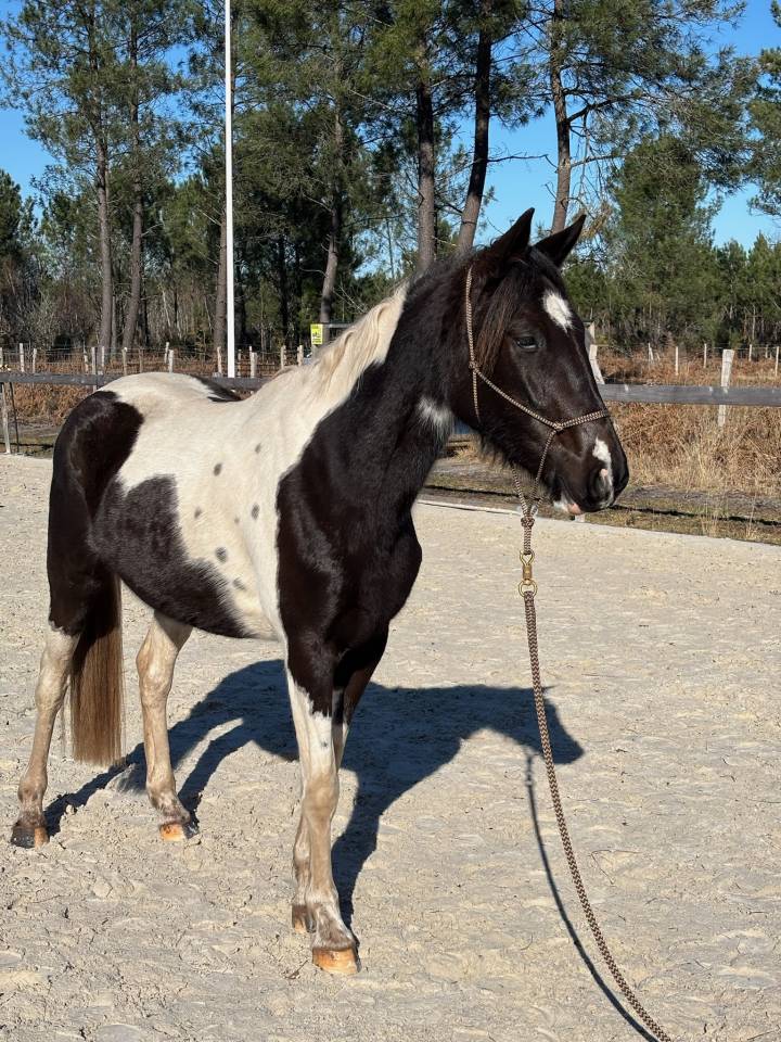 Yegua AES Anglo European Studbook En venta 2022 P&iacute;o