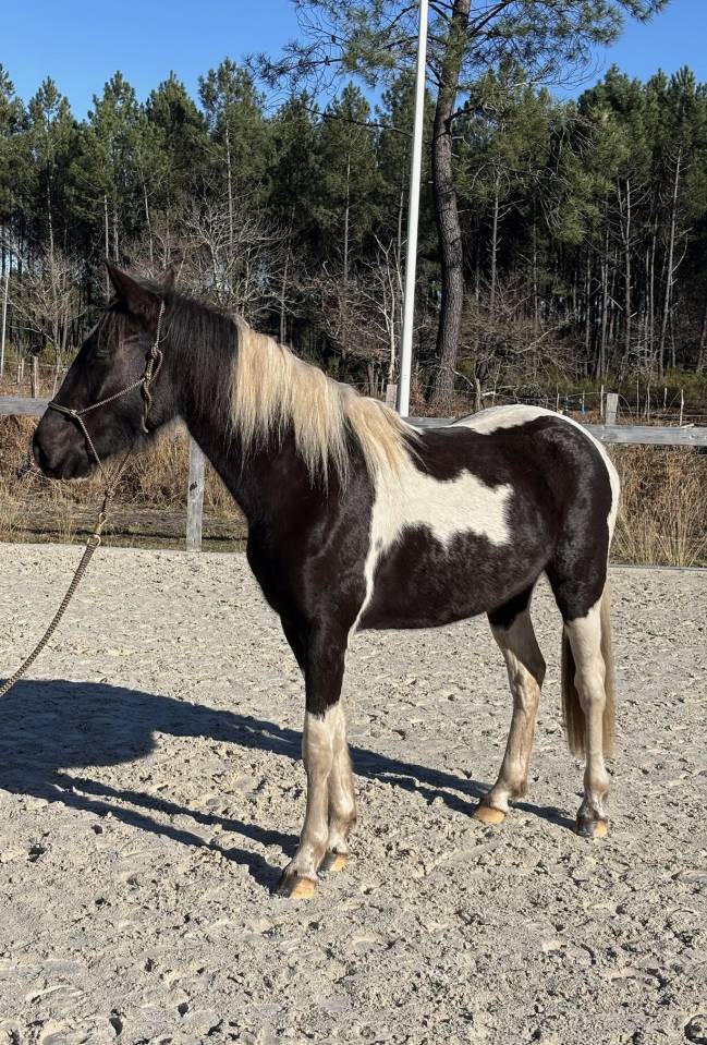 Yegua AES Anglo European Studbook En venta 2022 P&iacute;o