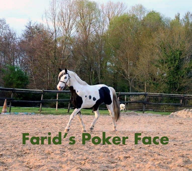 Yegua AES Anglo European Studbook En venta 2022 P&iacute;o