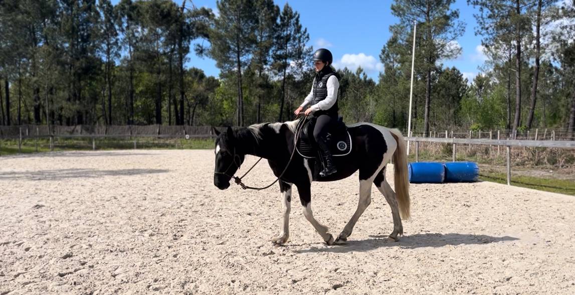 Yegua AES Anglo European Studbook En venta 2022 P&iacute;o