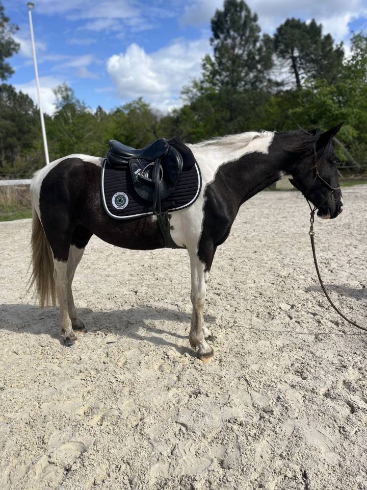 Yegua AES Anglo European Studbook En venta 2022 P&iacute;o