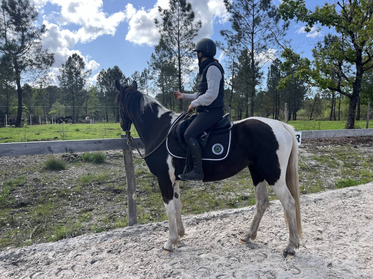 Yegua AES Anglo European Studbook En venta 2022 P&iacute;o