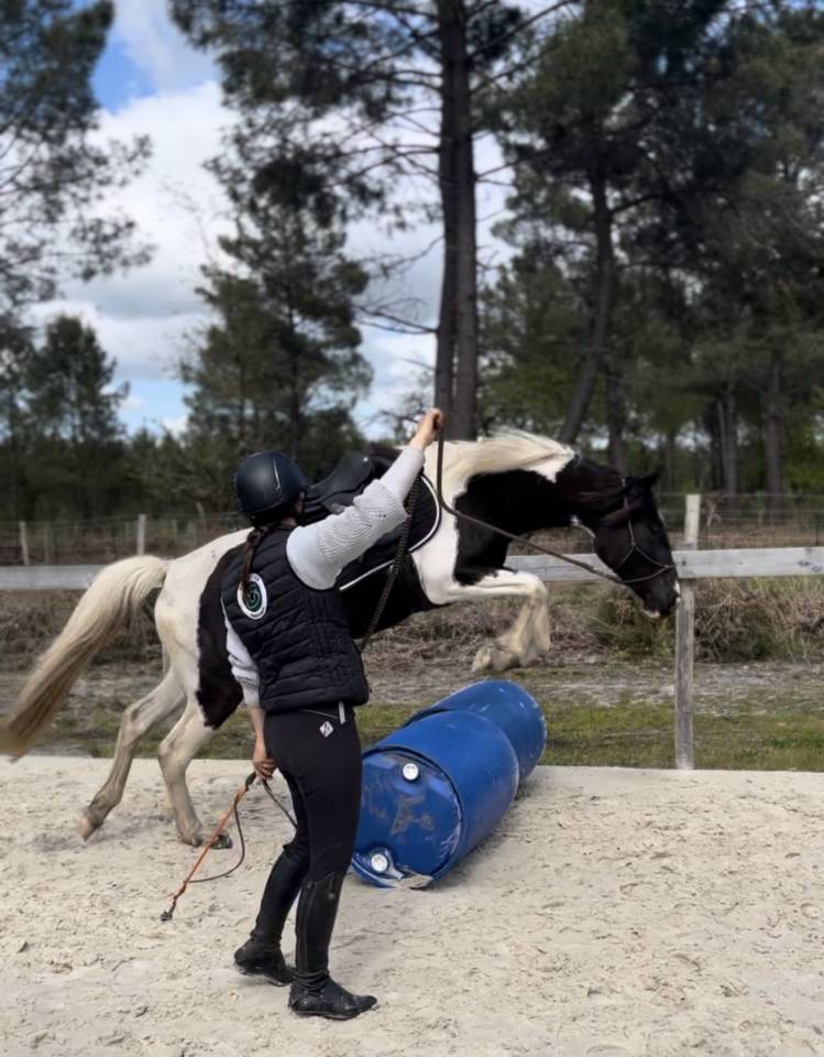 Yegua AES Anglo European Studbook En venta 2022 P&iacute;o