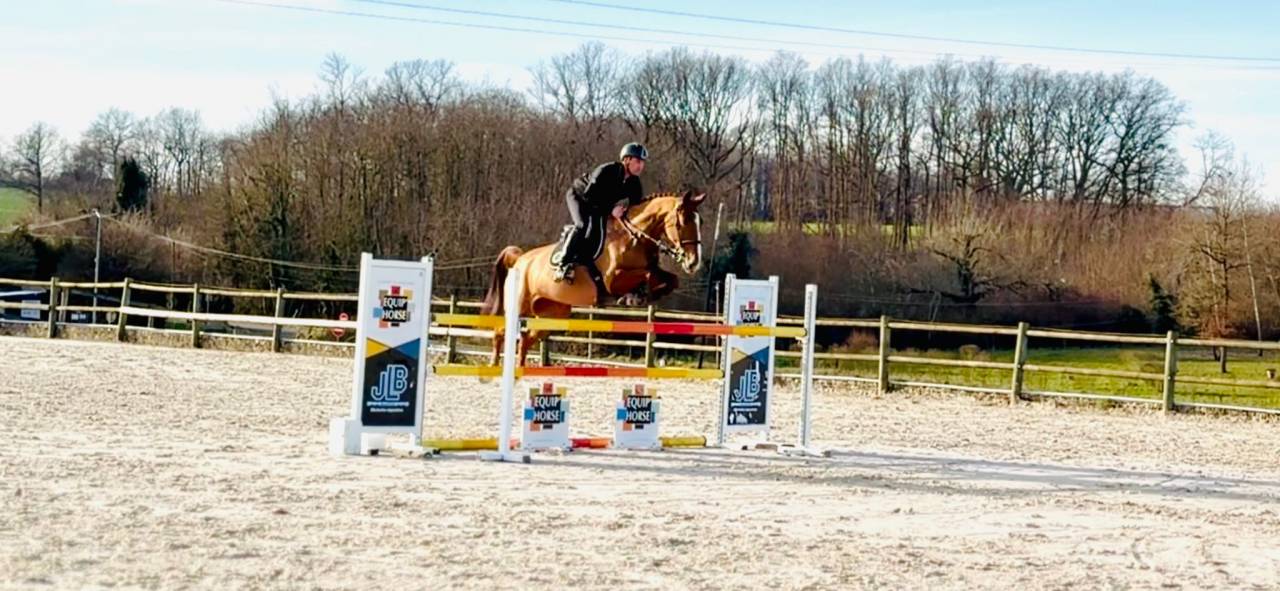 Yegua Silla Franc&eacute;s En venta 2019 Alaz&aacute;n