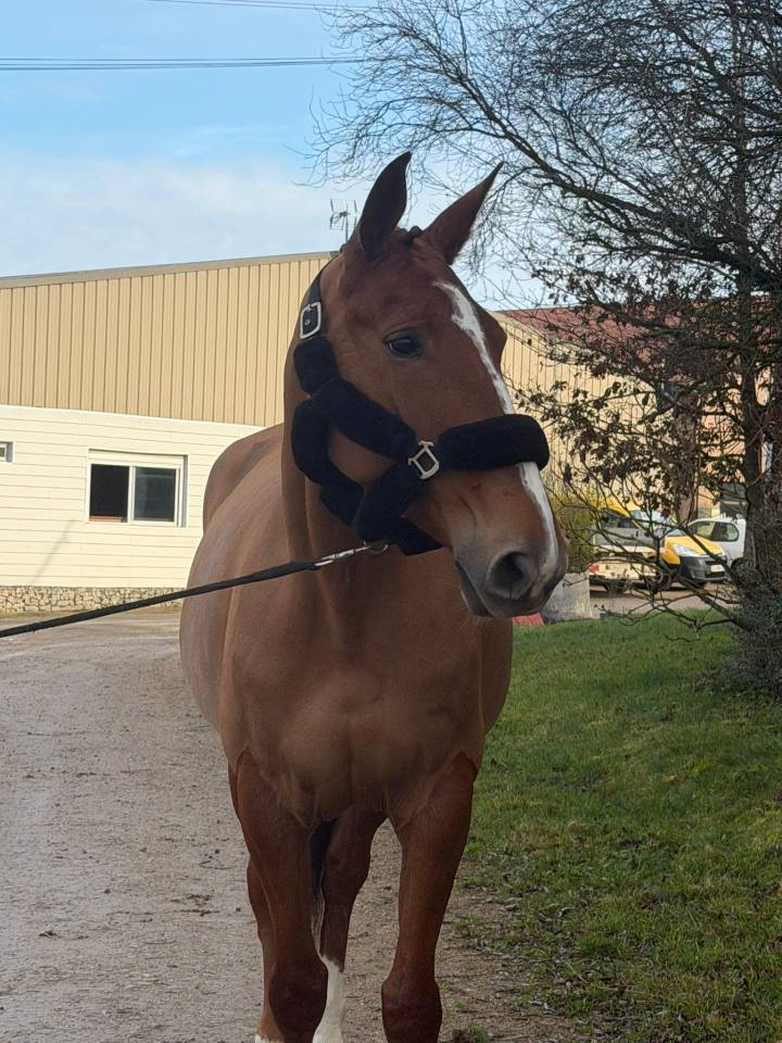 Yegua Silla Franc&eacute;s En venta 2019 Alaz&aacute;n