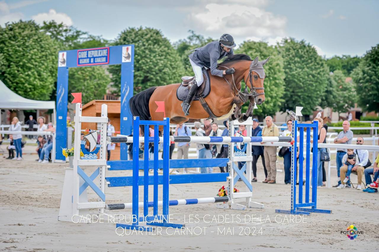 Caballo castrado sBs Caballo de Deporte Belga En venta 2016 Bayo