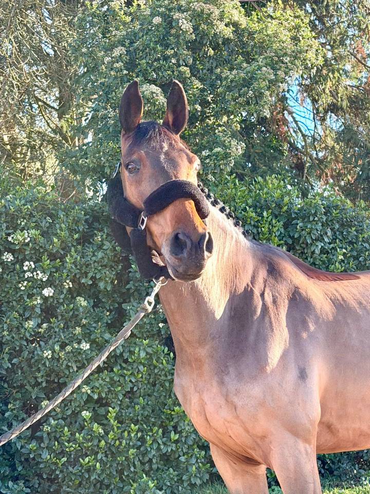 Caballo castrado sBs Caballo de Deporte Belga En venta 2016 Bayo