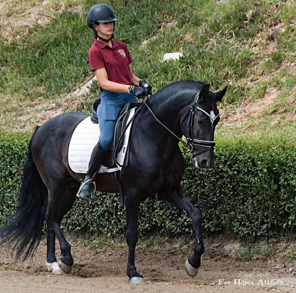 Caballo castrado PRE Pura Raza Espa&ntilde;ola En venta 2015 Negro