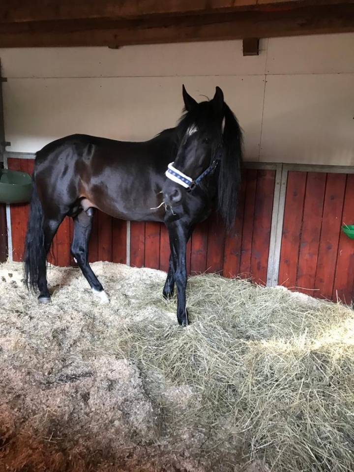 Caballo castrado PRE Pura Raza Espa&ntilde;ola En venta 2015 Negro