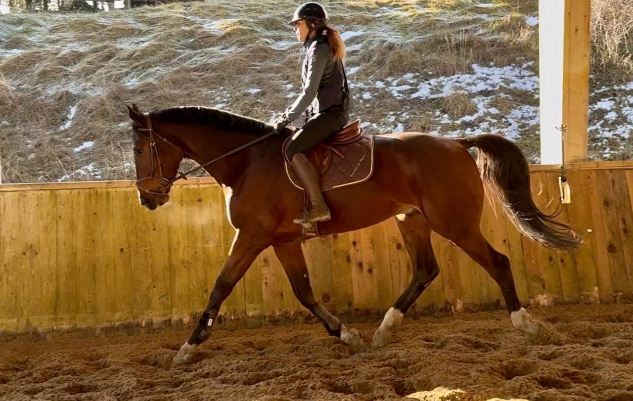 Caballo castrado Silla Franc&eacute;s En venta 2021 Bayo por fighter semilly