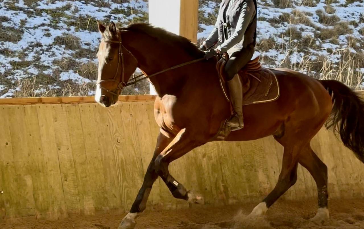 Caballo castrado Silla Franc&eacute;s En venta 2021 Bayo por fighter semilly