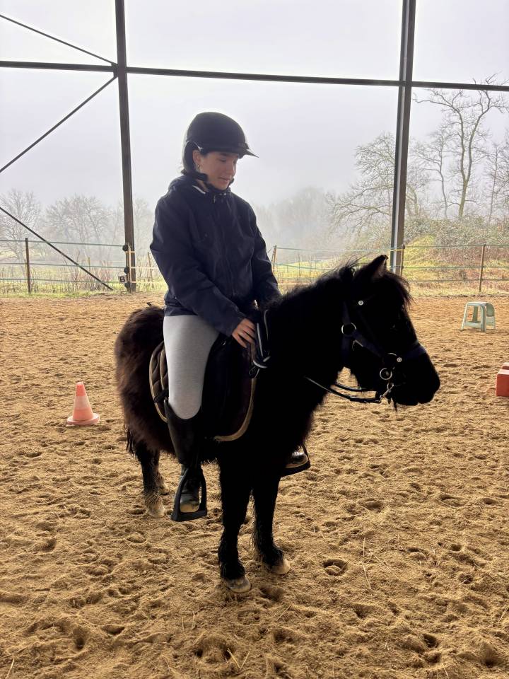 Potranca Shetland En venta 2023 Bayo moreno por Cromignon d&rsquo;Alix