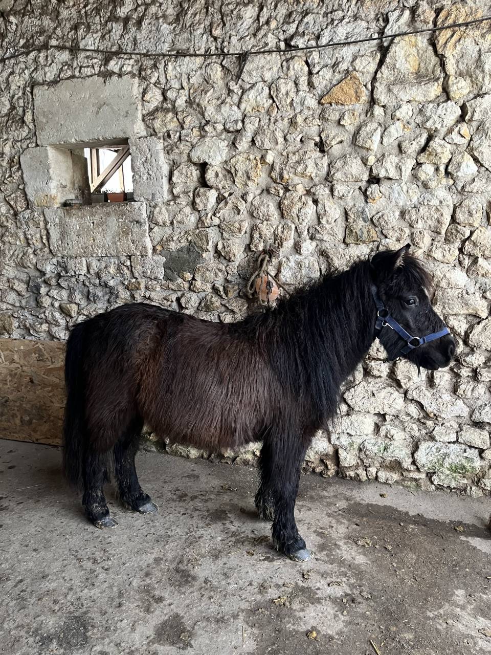 Potranca Shetland En venta 2023 Bayo moreno por Cromignon d&rsquo;Alix