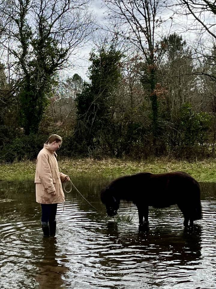 Potranca Shetland En venta 2023 Bayo moreno por Cromignon d&rsquo;Alix