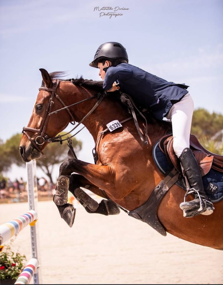 Caballo castrado Origine Constat&eacute;e En venta 2015 Bayo