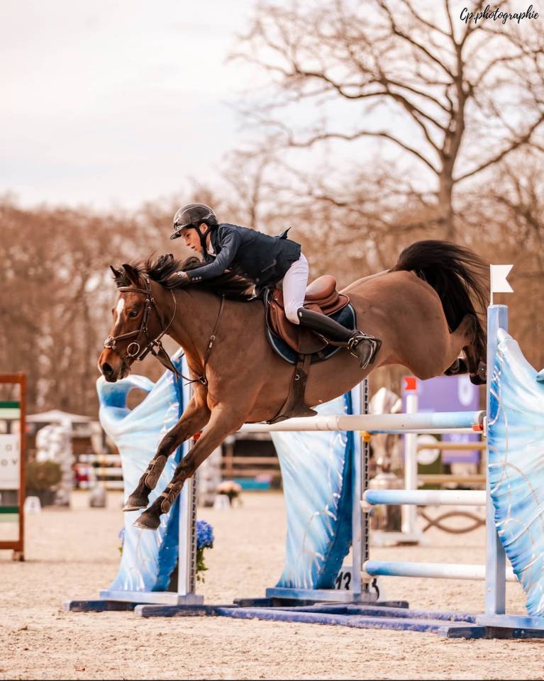 Caballo castrado Origine Constat&eacute;e En venta 2015 Bayo
