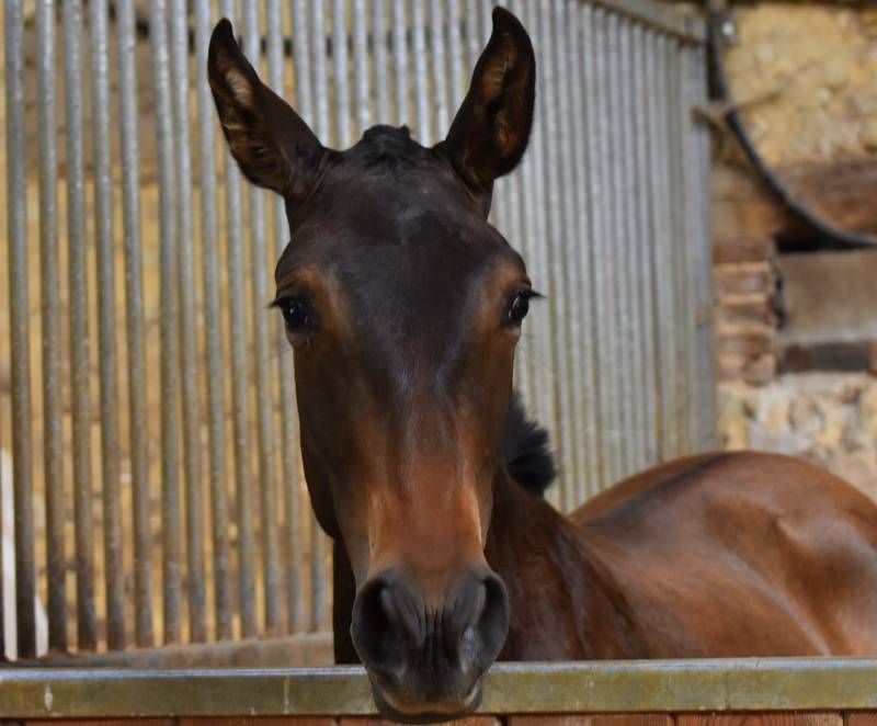 Potranca PRE Pura Raza Espa&ntilde;ola En venta 2024 Bayo moreno