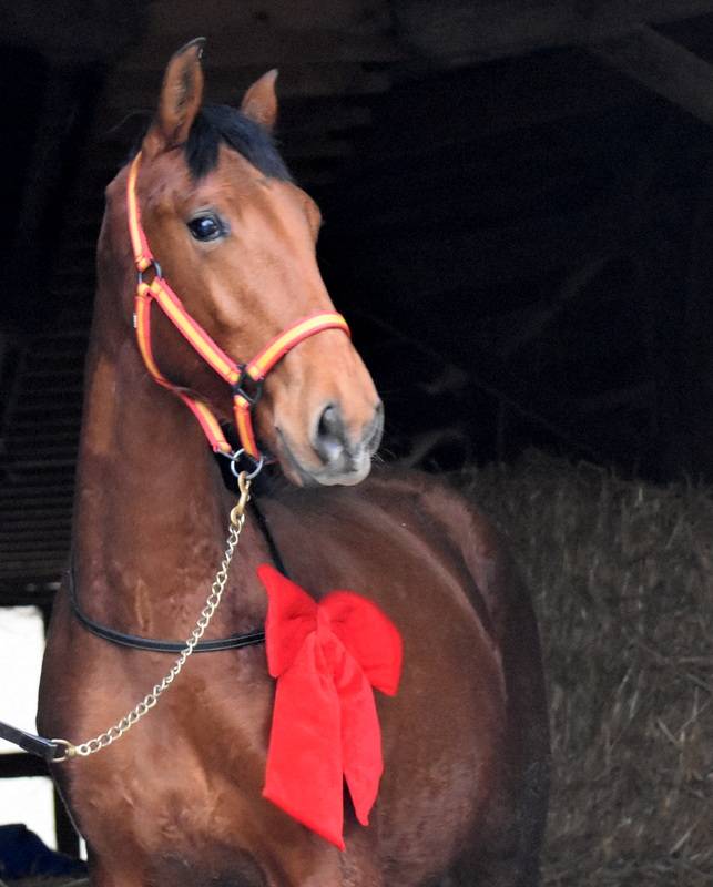 Caballo castrado PRE Pura Raza Espa&ntilde;ola En venta 2024 Bayo