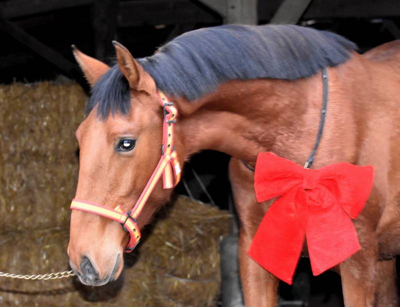 Caballo castrado PRE Pura Raza Espa&ntilde;ola En venta 2024 Bayo