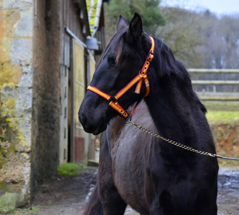 Yegua PRE Pura Raza Espa&ntilde;ola En venta 2023 Negro