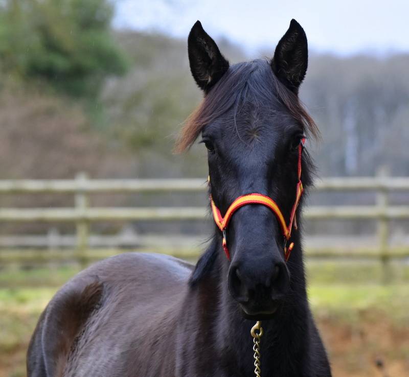Yegua PRE Pura Raza Espa&ntilde;ola En venta 2023 Negro