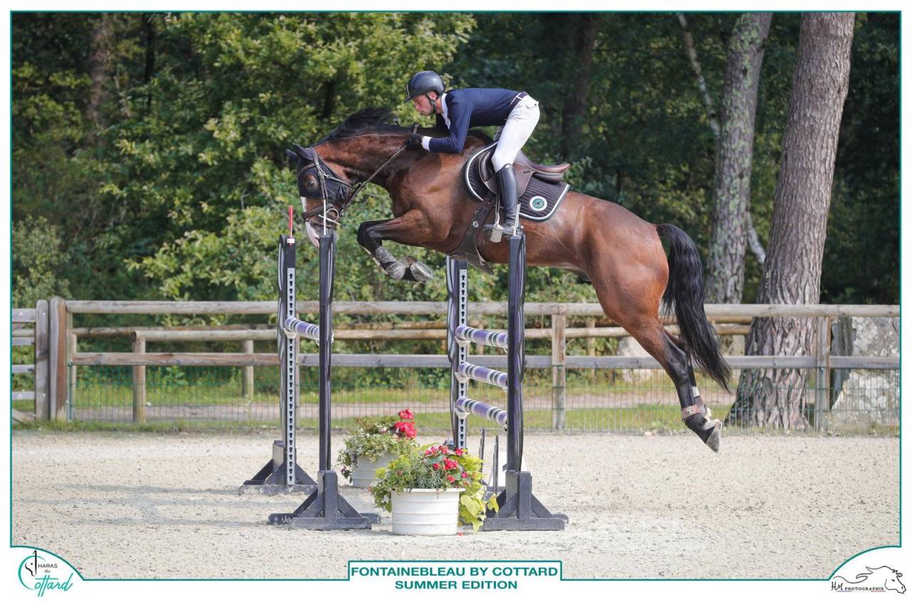 Caballo castrado Silla Franc&eacute;s En venta 2018 Bayo