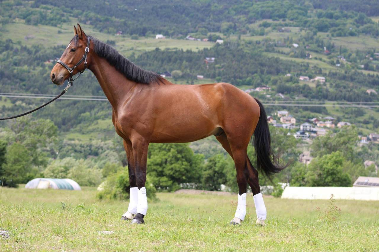 Caballo castrado Silla Franc&eacute;s En venta 2020 Bayo