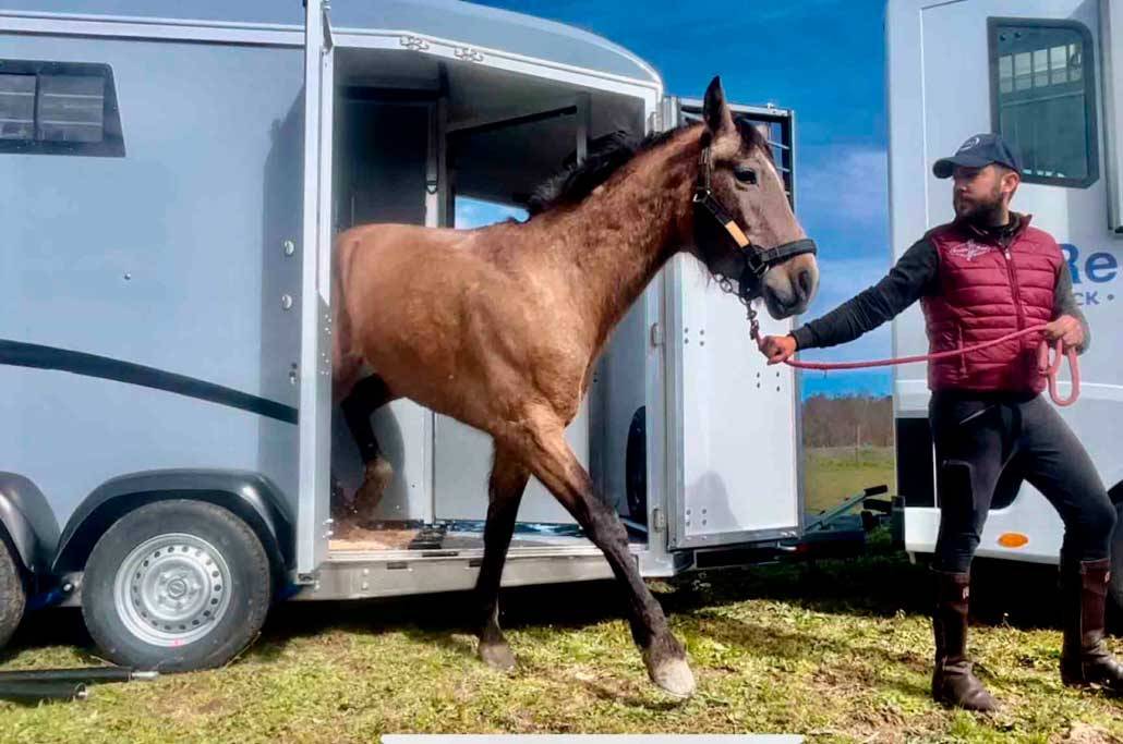 Van caballos Bonilla B7 Stall 2 Caballos 2026 Nuevo