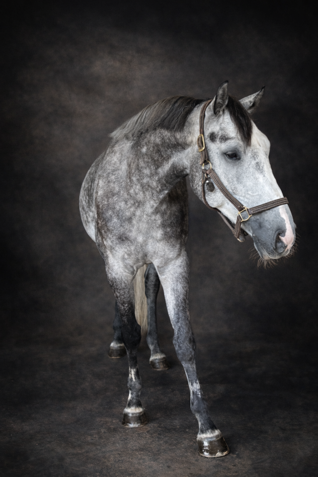 Caballo de Salto 6 a&ntilde;os