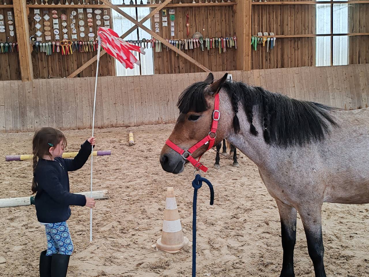 Yegua Welsh Part Bred En venta 2019 Roano