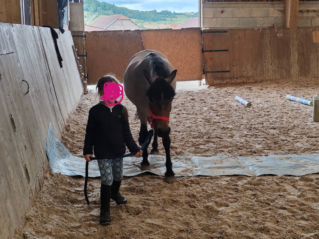 Yegua Welsh Part Bred En venta 2019 Roano