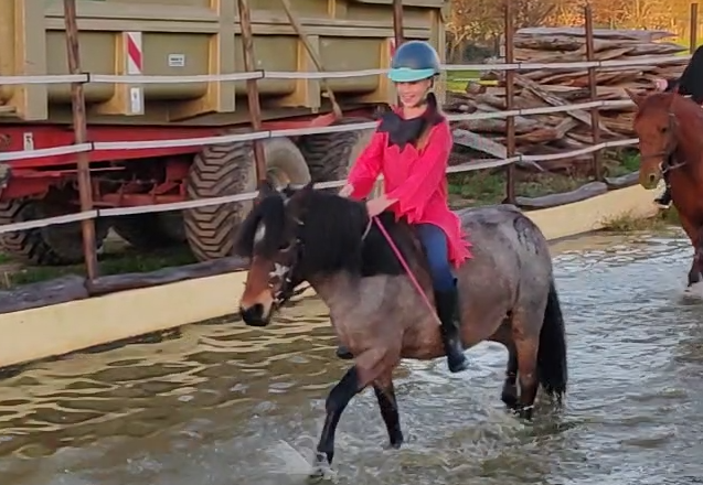 Yegua Welsh Part Bred En venta 2019 Roano