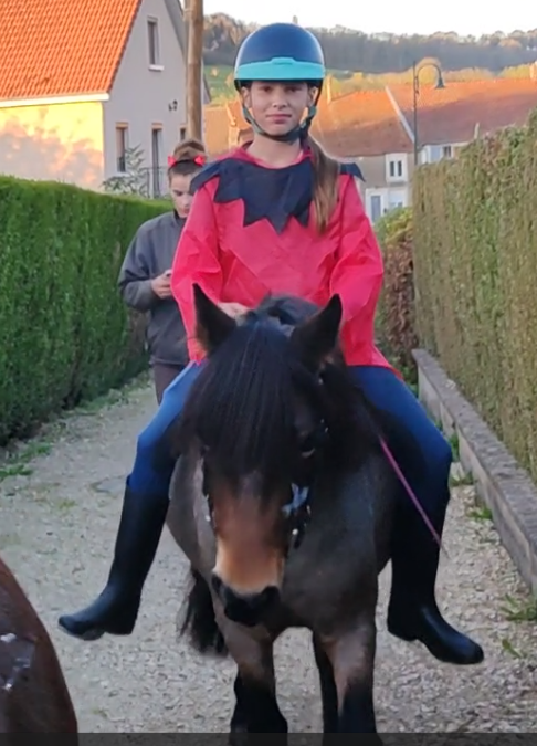 Yegua Welsh Part Bred En venta 2019 Roano