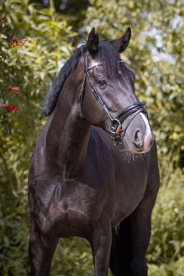 Jinete, Doma - Contrato fijo Tiempo completo - Saona y Loira Francia