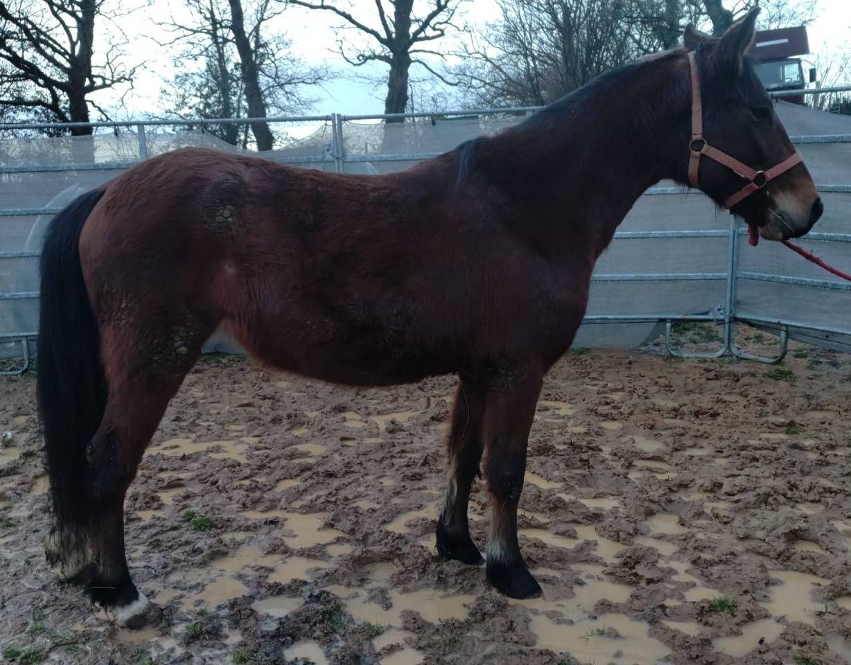 Yegua New Forest En venta 2022 Bayo por BIRKILDS BALBOA (DNK)