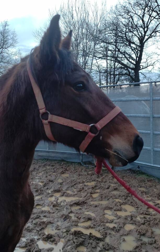 Yegua New Forest En venta 2022 Bayo por BIRKILDS BALBOA (DNK)