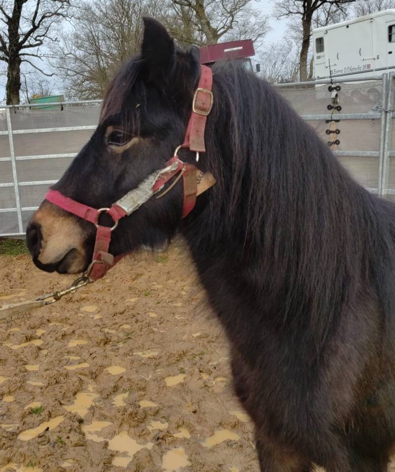 Caballo castrado PFS Poni Fran&ccedil;&eacute;s de Silla En venta 2022 Negro por RABOLIOT D'ARQUETAN
