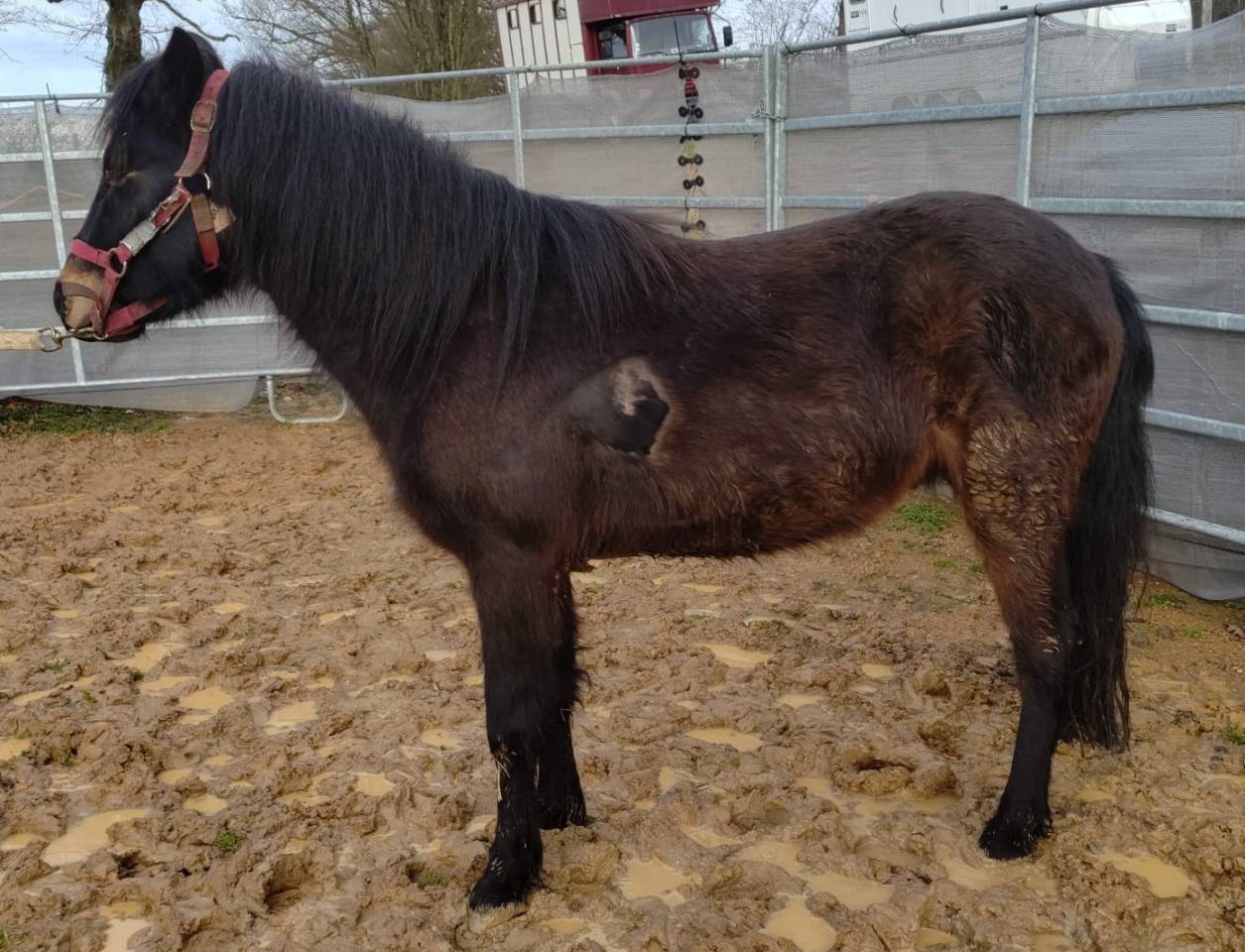 Caballo castrado PFS Poni Fran&ccedil;&eacute;s de Silla En venta 2022 Negro por RABOLIOT D'ARQUETAN