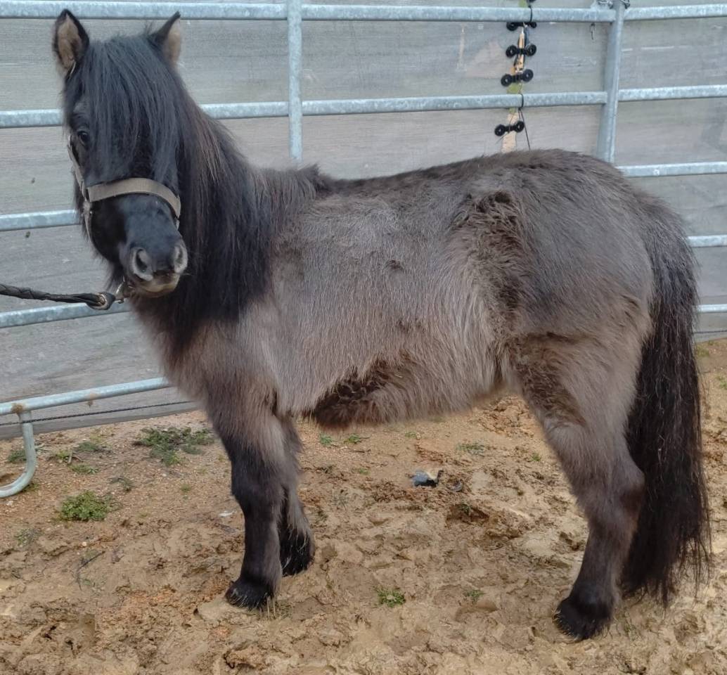 Yegua Origine Constat&eacute;e En venta 2023 Grullo por SLOUP STARQUETAN