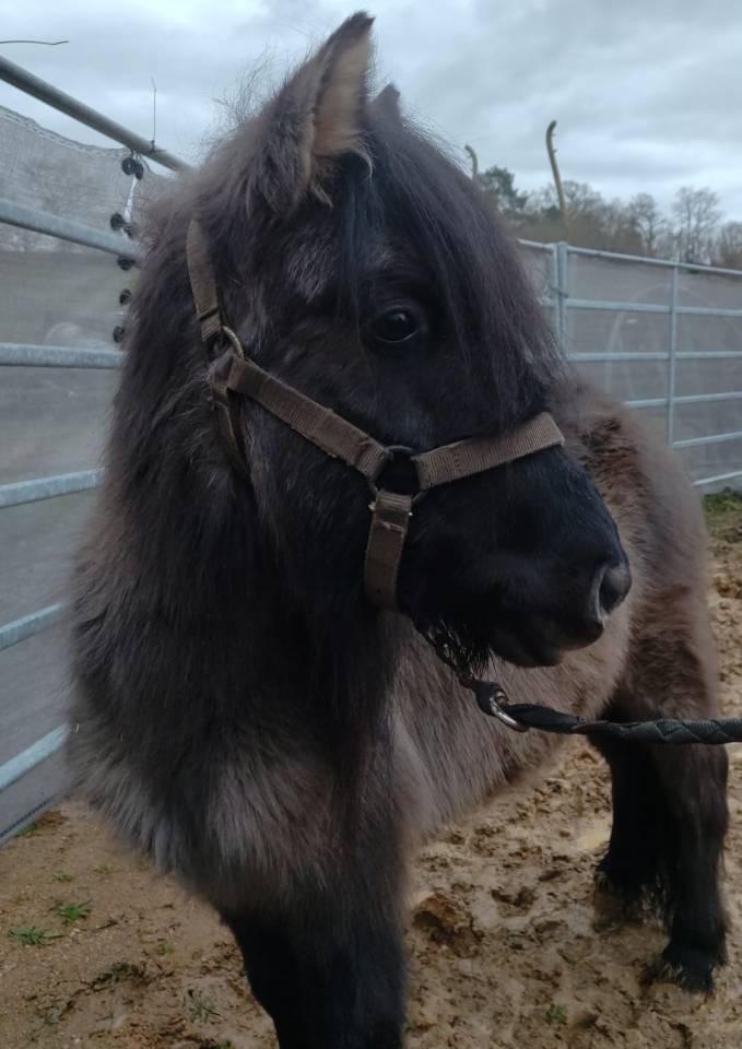 Yegua Origine Constat&eacute;e En venta 2023 Grullo por SLOUP STARQUETAN