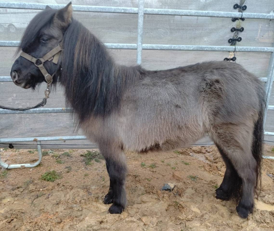 Yegua Origine Constat&eacute;e En venta 2023 Grullo por SLOUP STARQUETAN