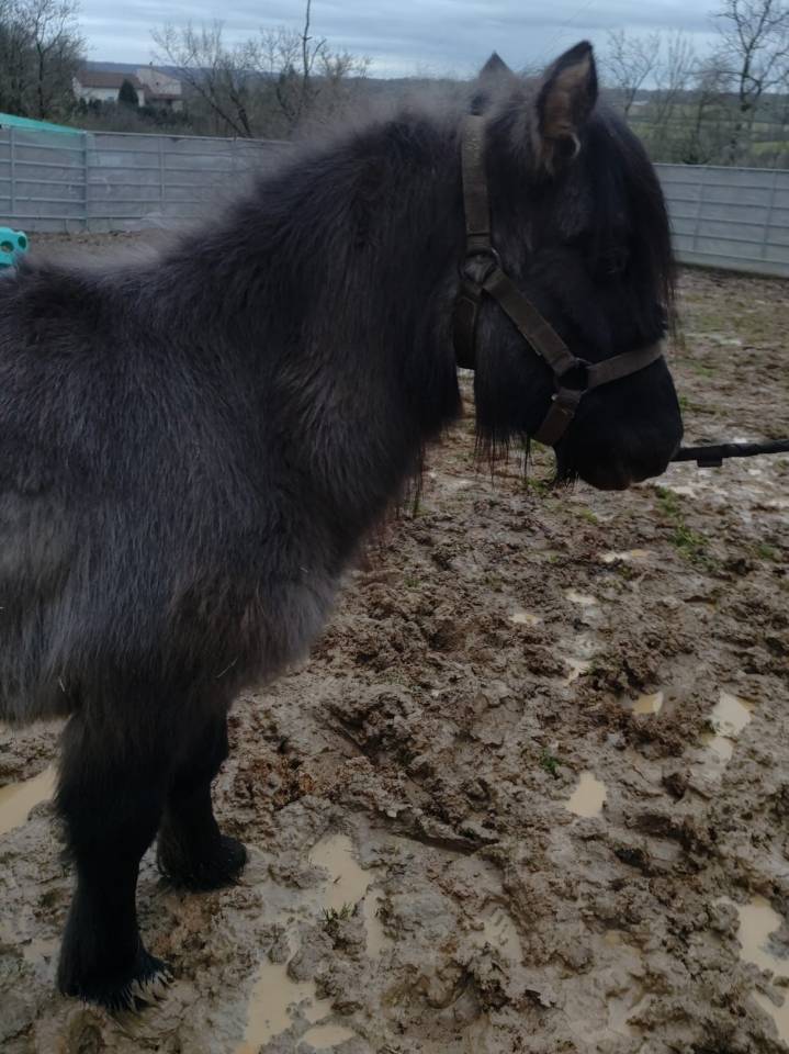 Yegua Origine Constat&eacute;e En venta 2023 Grullo por SLOUP STARQUETAN