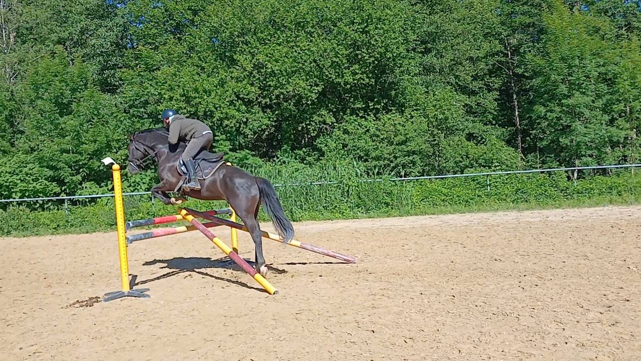 Caballo entero Silla Franc&eacute;s En venta 2022 Negro por Glasgow van het Merelsnest