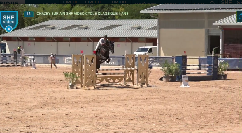 Caballo entero Silla Franc&eacute;s En venta 2022 Negro por Glasgow van het Merelsnest