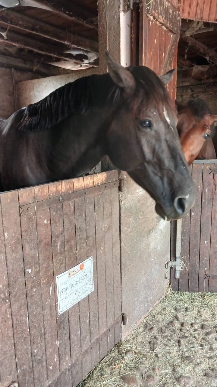 Caballo entero Silla Franc&eacute;s En venta 2022 Negro por Glasgow van het Merelsnest