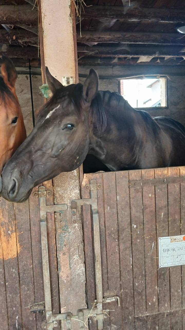Caballo entero Silla Franc&eacute;s En venta 2022 Negro por Glasgow van het Merelsnest