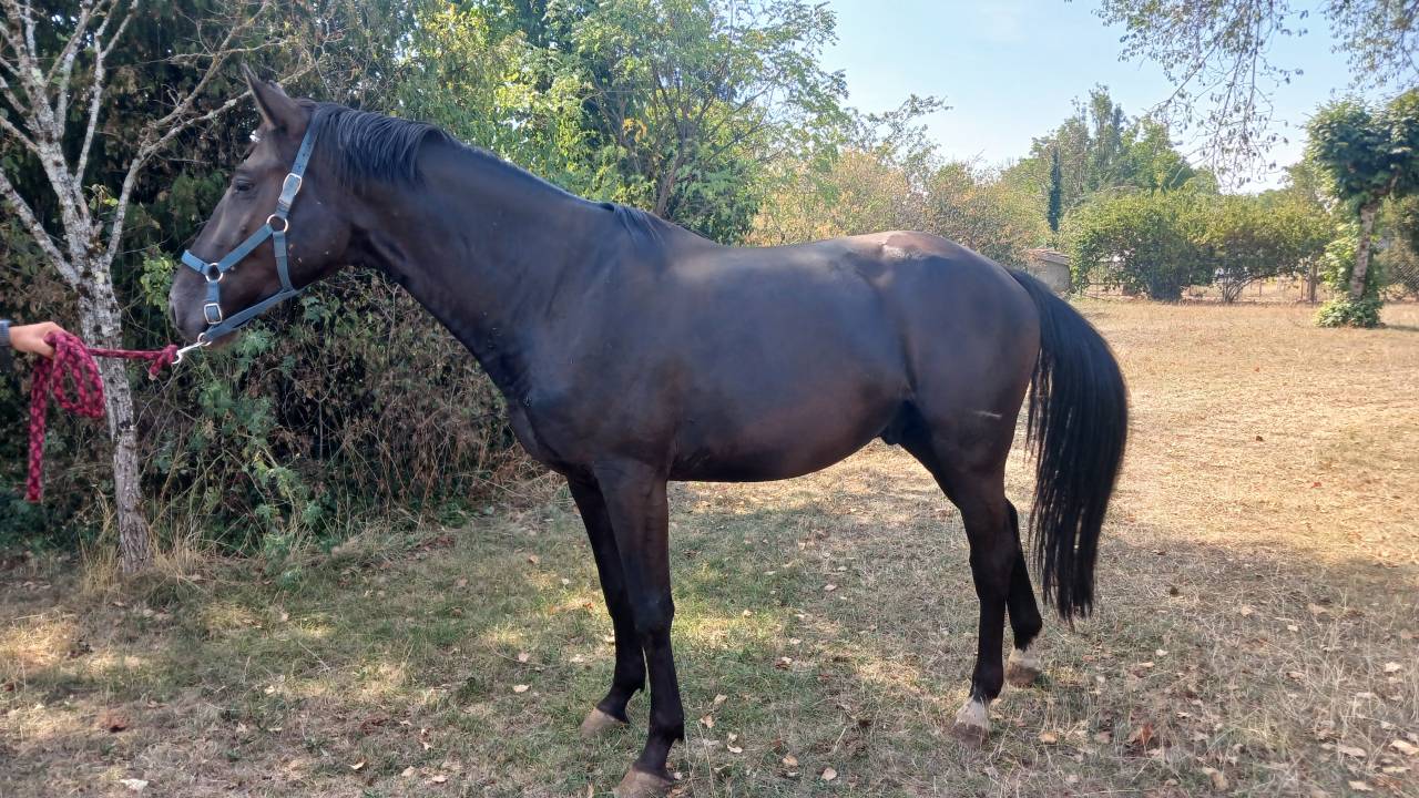 Caballo entero Silla Franc&eacute;s En venta 2022 Negro por Glasgow van het Merelsnest