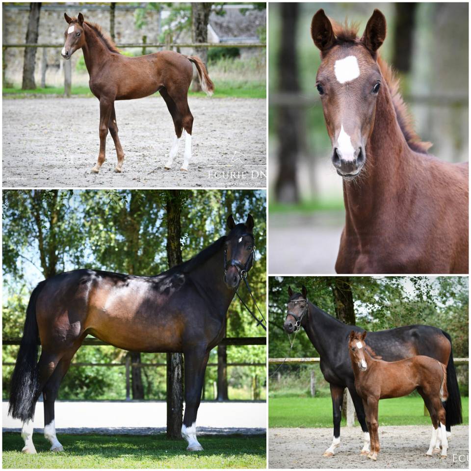 Yegua Hannoveriano En venta 2020 Bayo por FIDERTANZ