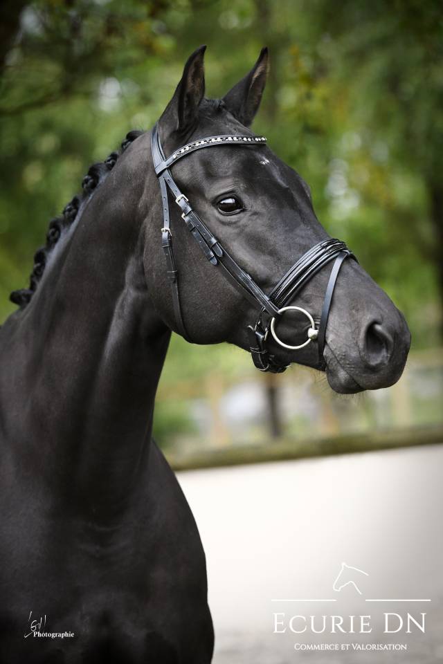 Yegua KWPN Caballo de Deporte Neerland&eacute;s En venta 2019 Negro por Blue Hors Zackerey 