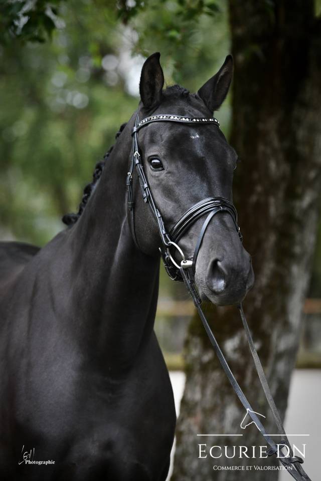Yegua KWPN Caballo de Deporte Neerland&eacute;s En venta 2019 Negro por Blue Hors Zackerey 